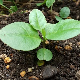 【健康野菜】おかわかめ抜き苗 ５つ ５センチ(野菜)