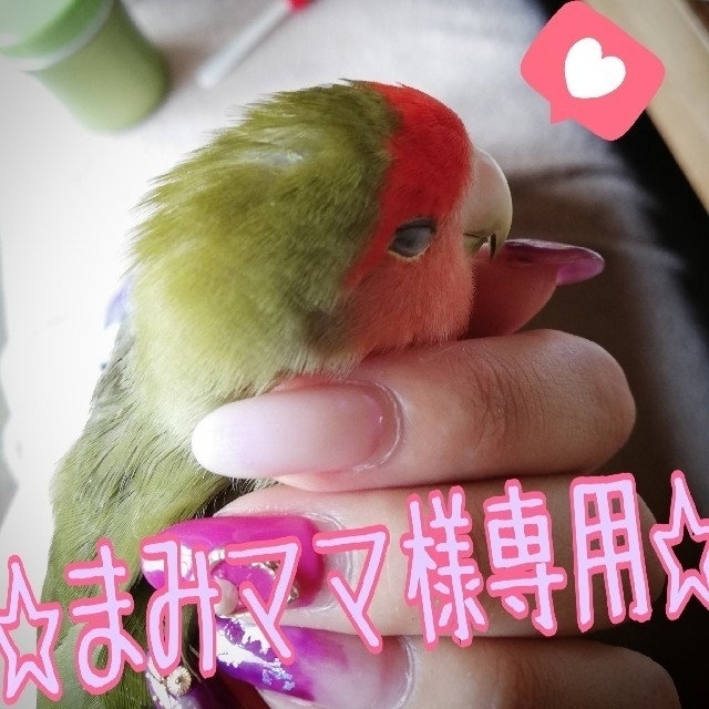 《まみママ様専用》♡インコちゃんのおもちゃ♡４点セット♡ その他のペット用品(鳥)の商品写真