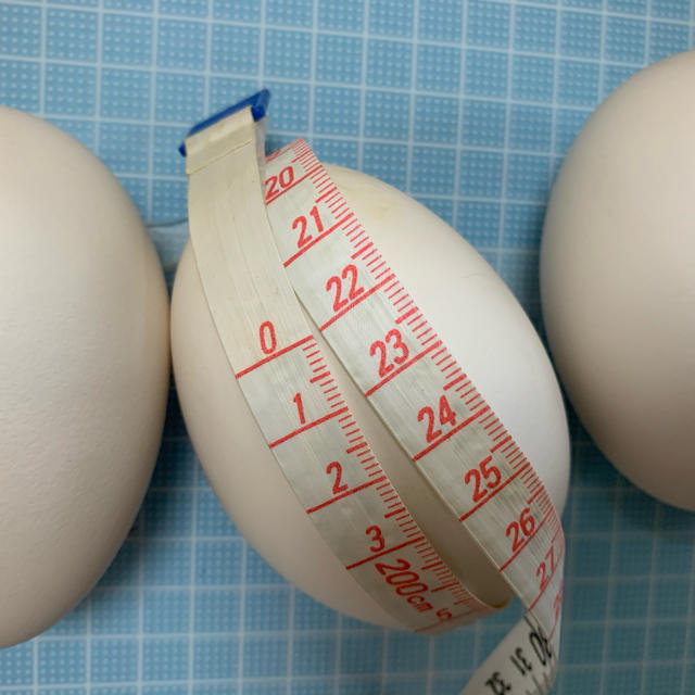エッグアート用　ガチョウの卵の殻　5個セット
