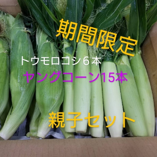 🌽トウモロコシの親子セット🌽朝採り発送 食品/飲料/酒の食品(野菜)の商品写真