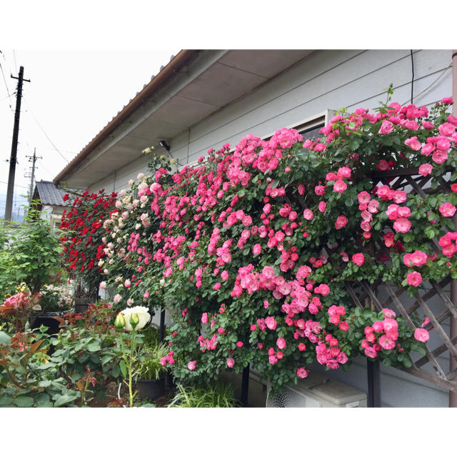 お花屋さんが作ったハート型の薔薇の花びらのドライフラワー山盛り100枚‼️ ハンドメイドのフラワー/ガーデン(ドライフラワー)の商品写真