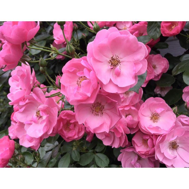 お花屋さんが作ったハート型の薔薇の花びらのドライフラワー山盛り100枚‼️ ハンドメイドのフラワー/ガーデン(ドライフラワー)の商品写真