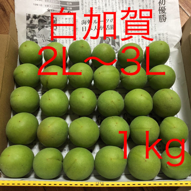 青梅  白加賀  １kg 食品/飲料/酒の食品(野菜)の商品写真