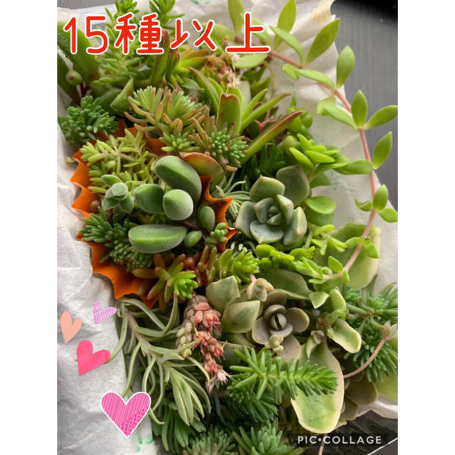 超特価♡多肉植物♡ 15種以上　寄せ植え　カット苗　もりもりパック　小 ハンドメイドのフラワー/ガーデン(その他)の商品写真