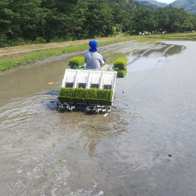 【玄米・白米・無洗米】あきたこまち5kg 精米無料 食品/飲料/酒の食品(米/穀物)の商品写真