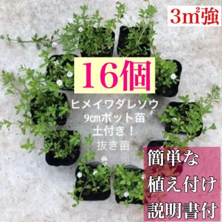 ヒメイワダレソウ 白花 16個 土付抜き苗９㎝ポット（7.5㎝ポット27個相当(その他)