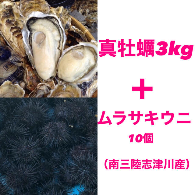 南三陸志津川湾産　真牡蠣3kg＋ムラサキウニ10個　漁師直送　全国一律送料無料