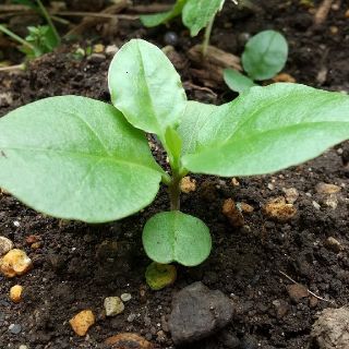 【健康野菜】オカワカメ抜き苗 10本 ５センチ(野菜)