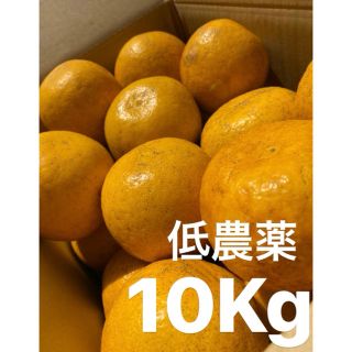 愛媛　低農薬　宇和ゴールド10Kg   河内晩柑　みかん(フルーツ)