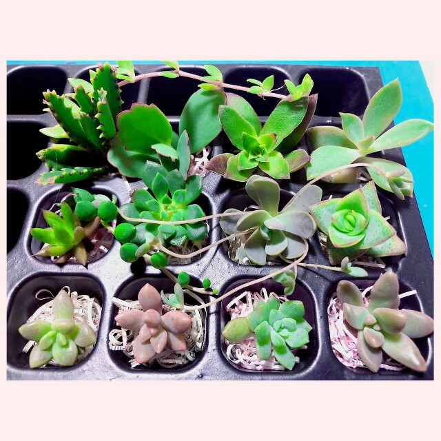 モコ様専用 セダム 多肉植物 ゴールデンカーペット カット苗 の通販 By ひより S Shop ラクマ モコ様専用 セダム 多肉植物 ゴールデンカーペット カット苗 の通販 By ひより S Shop ラクマ