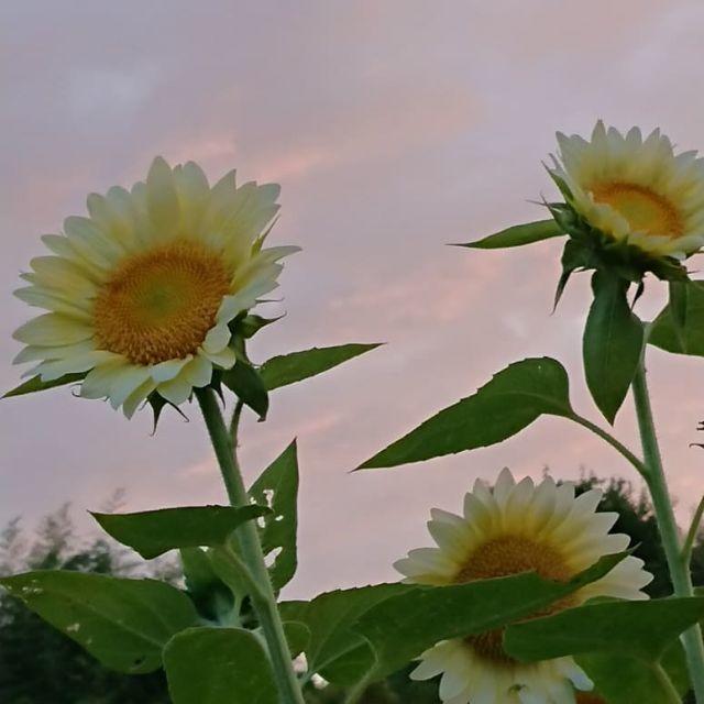 おしゃれで人目を惹きます！　綺麗で上品　珍しい白い向日葵の種5粒 ハンドメイドのフラワー/ガーデン(その他)の商品写真
