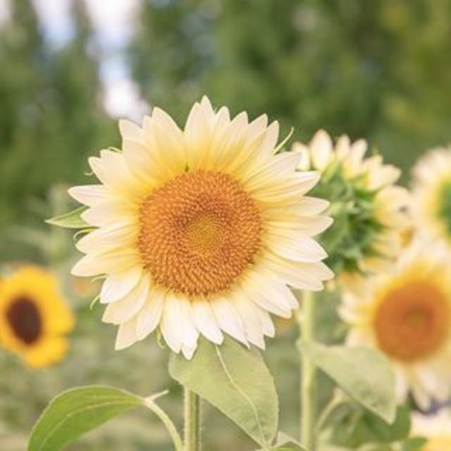 おしゃれで人目を惹きます！　綺麗で上品　珍しい白い向日葵の種5粒 ハンドメイドのフラワー/ガーデン(その他)の商品写真