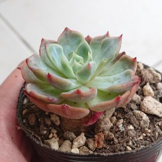 多肉植物 韓国苗 カット苗 ルーブロマジナタ(その他)