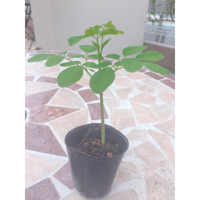 奇跡の木!世界一栄養のある植物【モリンガ苗】2株!の通販 by MoRinga モリンガ苗 2株