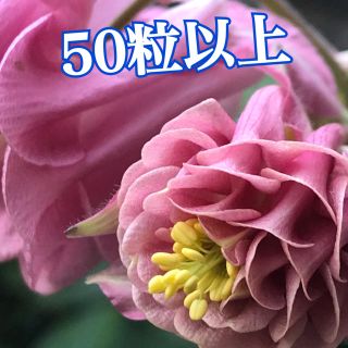 花の種　オダマキ(その他)