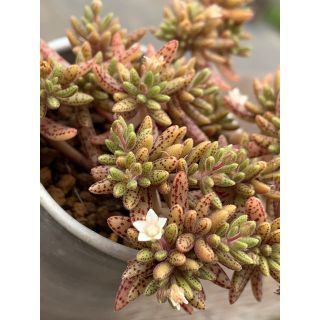 多肉植物◇ハンベルティ◇(その他)