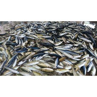 【豊漁につき増量中！】対馬の雑魚三昧干物セット（4→4.5 kg）(魚介)