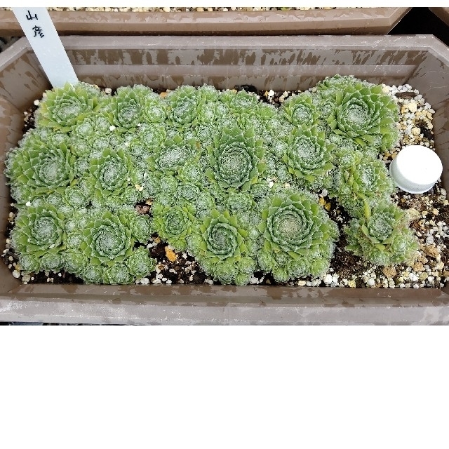 多肉植物『センペルビウム 山彦』５個 ハンドメイドのフラワー/ガーデン(その他)の商品写真