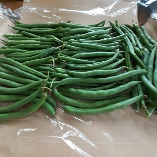 無農薬インゲン豆500g、ネコポス発送(野菜)