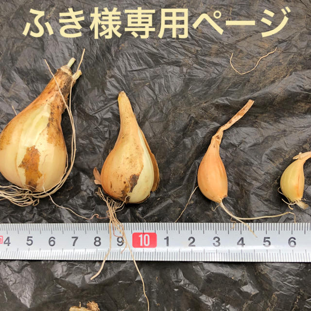 縄文ネギ球根 中サイズ10個 食品/飲料/酒の食品(野菜)の商品写真