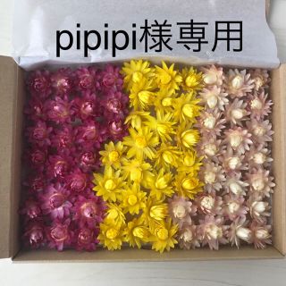 pipipi様専用です。貝細工(ドライフラワー)