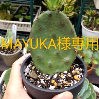 MAYUKA様専用(その他)