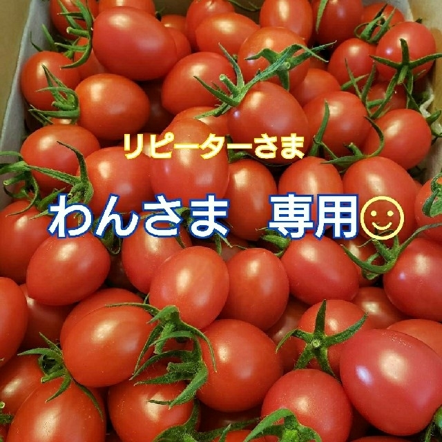 ６kg わんさま専用です☺ ミニトマト 食品/飲料/酒の食品(野菜)の商品写真