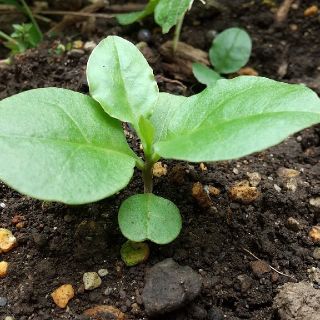 【健康野菜】オカワカメ抜き苗 ５つ ５センチ(野菜)