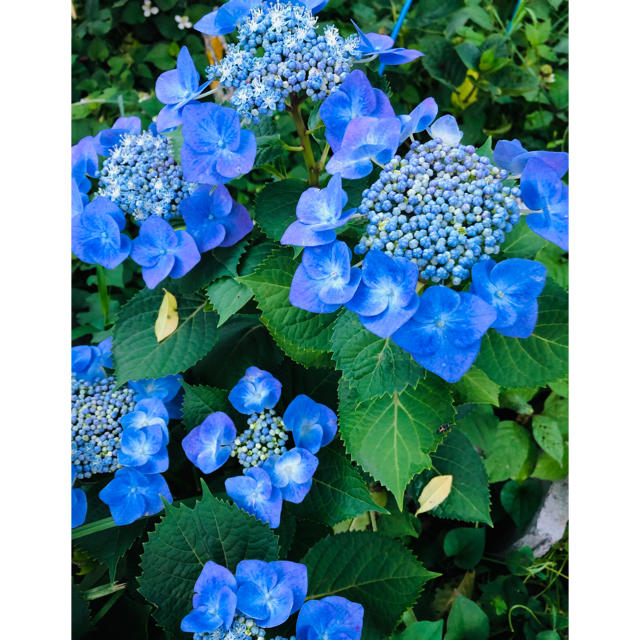 紫陽花 山紫陽花 額紫陽花 挿し穂 挿し木 カット苗の通販 By ハクのママs Shop ラクマ 紫陽花 山紫陽花 額紫陽花 挿し穂 挿し木 カット苗の通販 By ハクのママs Shop ラクマ