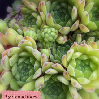 pyrenaicum１つセンペルビウム多肉植物(その他)