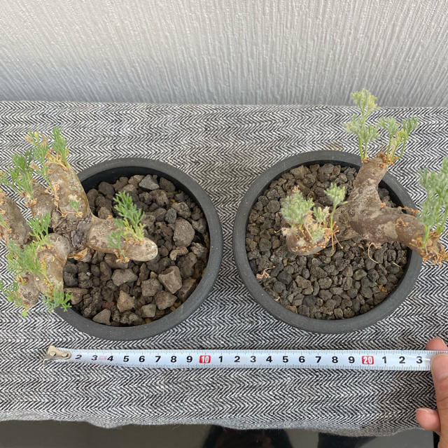 塊根植物✩ムルチフィズム✩コーデックス 2株セット 発根済-eastgate.mk 塊根植物✩ムルチフィズム✩コーデックス 2株セット 発根済-eastgate.mk