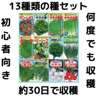 【すぐに何度でも収穫できるサラダ野菜の種13セット！】ベランダ、プランター(野菜)