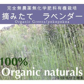 期間限定 ラベンダー 生 フレッシュハーブ 摘みたて 完全無農薬無化学肥料有機(その他)