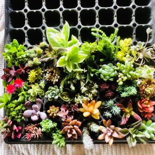 多肉植物　カット苗　40種類(その他)