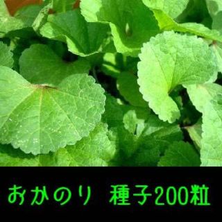 おかのり　種子２００粒　固定種　栽培用(野菜)