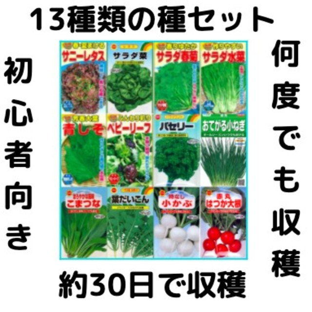 #1【すぐに何度でも収穫できるサラダ野菜の種13セット！】ベランダ、プランター 食品/飲料/酒の食品(野菜)の商品写真