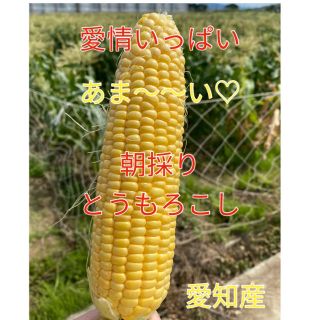 甘さ太鼓判 朝採れ とうもろこし（訳あり）値下げ中(野菜)