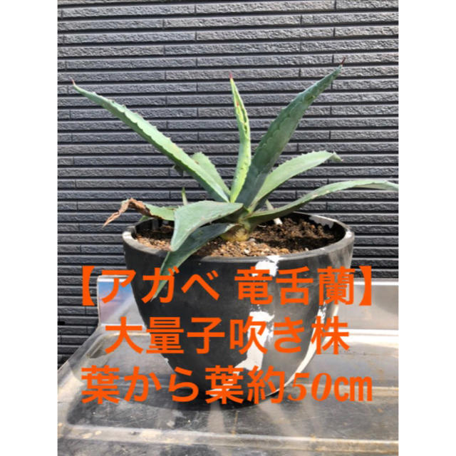 レア アガベ 竜舌蘭 子吹き株 鉢植え、地植え◎】の通販 by レア アガベ 竜舌蘭 子吹き株 鉢植え、地植え◎】の通販 by
