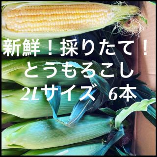 とうもろこし　6本(野菜)