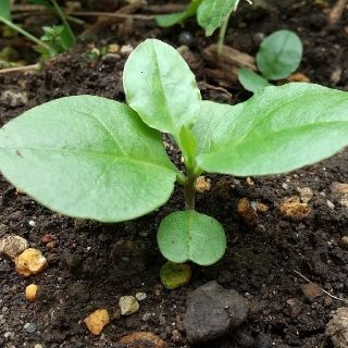 【健康野菜】オカワカメ抜き苗 2年生５本 ５センチ(野菜)