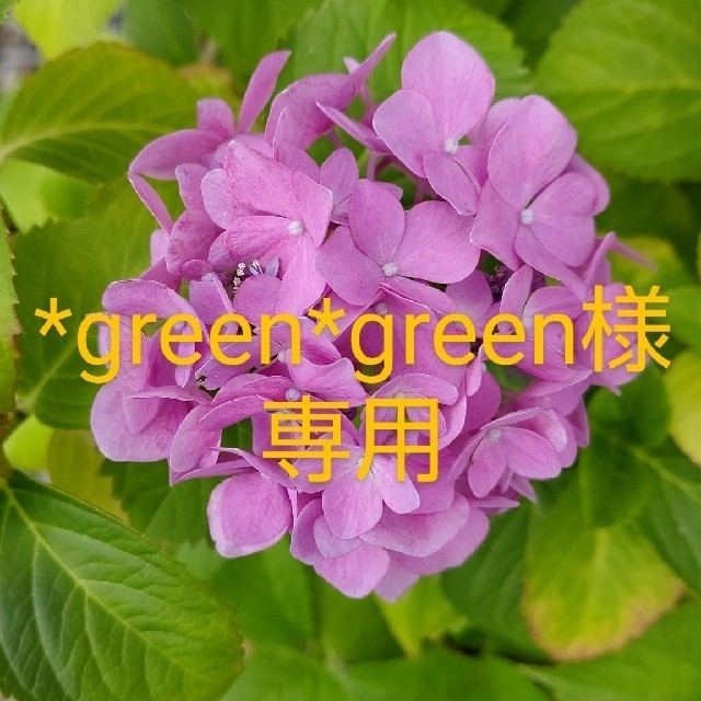 *green*green様専用 ハンドメイドのフラワー/ガーデン(その他)の商品写真