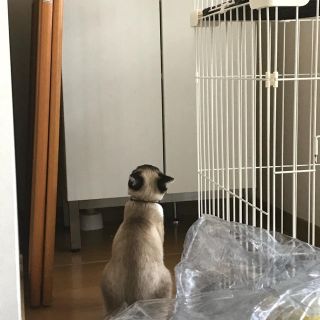 目線の先のぬいぐるみ (ぬいぐるみ)