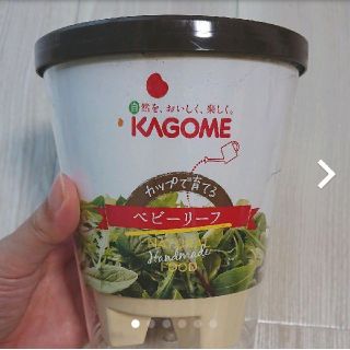 値下げ・KAGOME ベビーリーフ 栽培セット(株主限定)(その他)