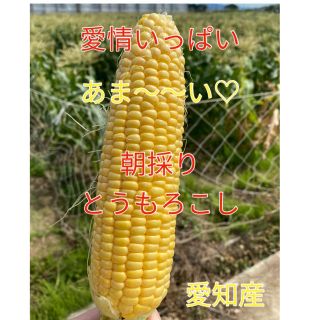 甘さ太鼓判 朝採れ とうもろこし（訳あり）値下げ中(野菜)