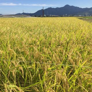 長野県産 天日干しコシヒカリ精米10kg(米/穀物)