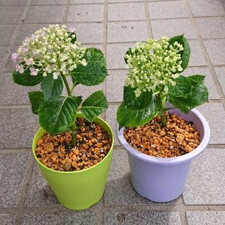 紫陽花苗(その他)