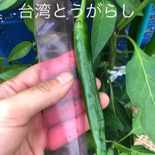 青とうがらし、韓国、台湾とうがらし！(野菜)