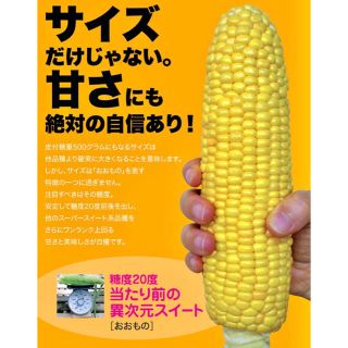 本日収穫！【おおもの】クール便送料込み！(野菜)