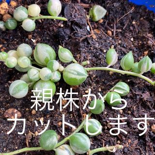 多肉植物◎グリーンネックレス(その他)