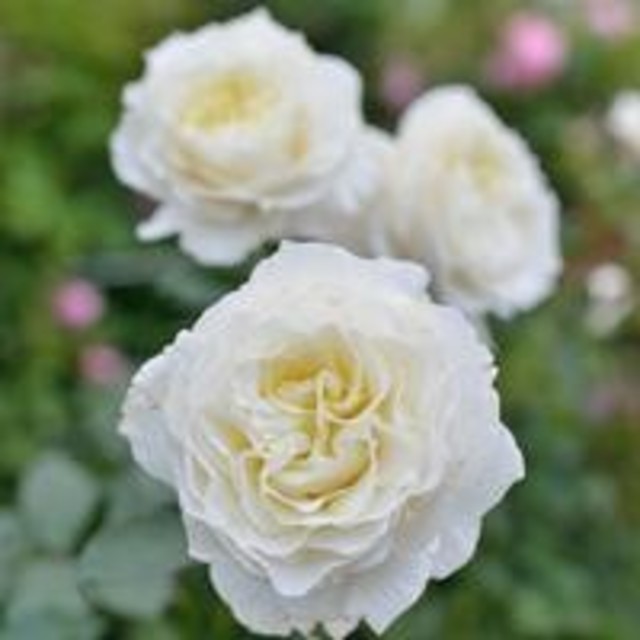 薔薇 リトルウッズ ハンドメイドのフラワー/ガーデン(ドライフラワー)の商品写真